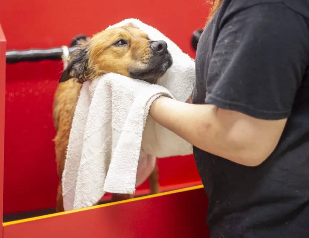 Grooming 101: A New Dog Owner’s Guide to a Happy, Healthy Coat